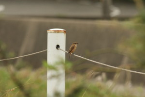 20151010ノビタキ
