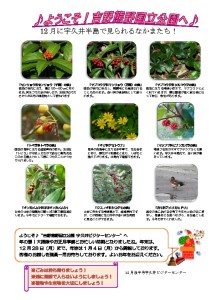 thumbnail of 201512月後半見どころ裏面