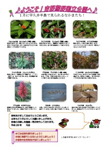 thumbnail of 20161月前半見どころ裏面