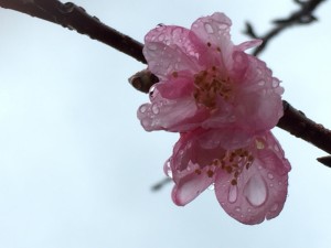 IMG_3630