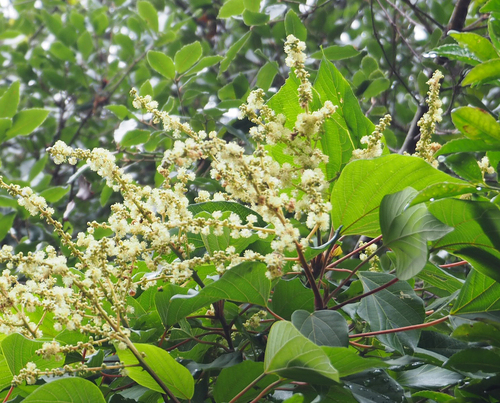 アカメガシワ 吉野熊野ネイチャー図鑑 宇久井ビジターセンター アカメガシワ 吉野熊野ネイチャー図鑑 宇久井ビジターセンター