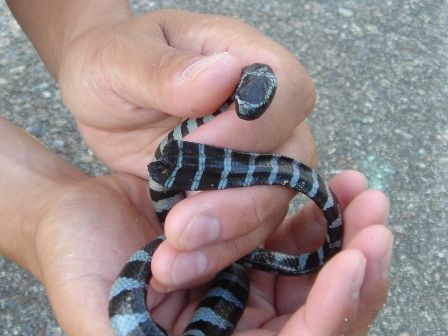 ヒロオウミヘビ 吉野熊野ネイチャー図鑑 宇久井ビジターセンター ヒロオウミヘビ 吉野熊野ネイチャー図鑑 宇久井ビジターセンター