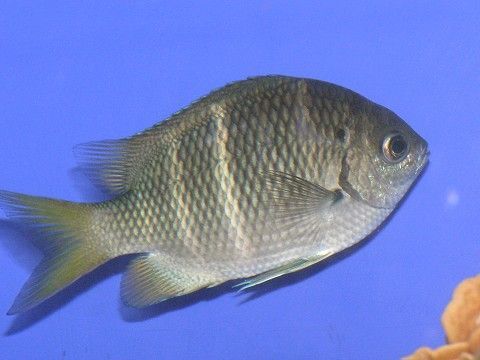 イソスズメダイ 吉野熊野ネイチャー図鑑 宇久井ビジターセンター イソスズメダイ 吉野熊野ネイチャー図鑑 宇久井ビジターセンター