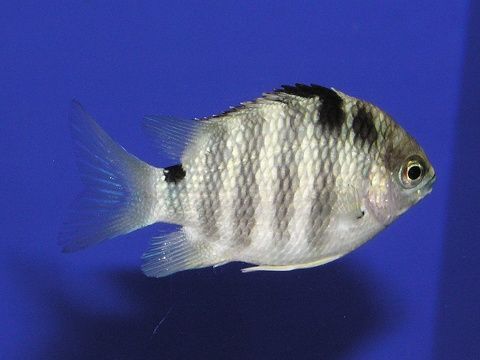 シチセンスズメダイ 吉野熊野ネイチャー図鑑 宇久井ビジターセンター