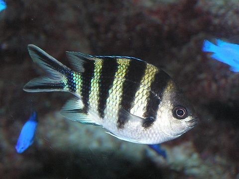 ロクセンスズメダイ 吉野熊野ネイチャー図鑑 宇久井ビジターセンター ロクセンスズメダイ 吉野熊野ネイチャー図鑑 宇久井ビジターセンター