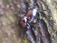 甲虫のなかまの図鑑検索結果一覧 吉野熊野ネイチャー図鑑 宇久井ビジターセンター 甲虫のなかまの図鑑検索結果一覧 吉野熊野ネイチャー図鑑 宇久井ビジターセンター