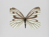 チョウ ガのなかまの図鑑検索結果一覧 吉野熊野ネイチャー図鑑 宇久井ビジターセンター チョウ ガのなかまの図鑑検索結果一覧 吉野熊野ネイチャー図鑑 宇久井ビジターセンター