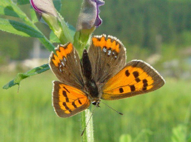 ベニシジミ 吉野熊野ネイチャー図鑑 宇久井ビジターセンター ベニシジミ 吉野熊野ネイチャー図鑑 宇久井ビジターセンター