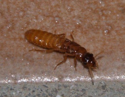 ヤマトシロアリ 吉野熊野ネイチャー図鑑 宇久井ビジターセンター