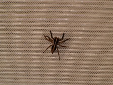 チャスジハエトリ 吉野熊野ネイチャー図鑑 宇久井ビジターセンター チャスジハエトリ 吉野熊野ネイチャー図鑑 宇久井ビジターセンター