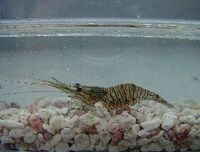 エビのなかまの図鑑検索結果一覧 吉野熊野ネイチャー図鑑 宇久井ビジターセンター エビのなかまの図鑑検索結果一覧 吉野熊野ネイチャー図鑑 宇久井ビジターセンター