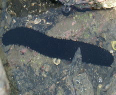 ニセクロナマコ 吉野熊野ネイチャー図鑑 宇久井ビジターセンター