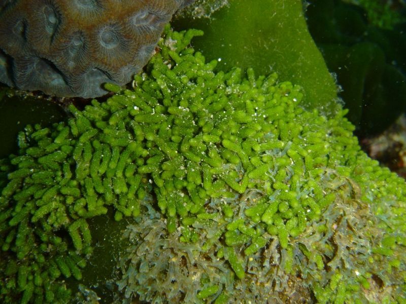 コケイワズタ | 吉野熊野ネイチャー図鑑