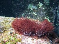 海藻類の図鑑検索結果一覧 吉野熊野ネイチャー図鑑 宇久井ビジターセンター 海藻類の図鑑検索結果一覧 吉野熊野ネイチャー図鑑 宇久井ビジターセンター