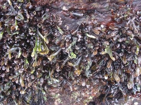 ツノマタ 吉野熊野ネイチャー図鑑 宇久井ビジターセンター ツノマタ 吉野熊野ネイチャー図鑑 宇久井ビジターセンター