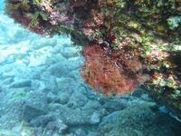 海藻類の図鑑検索結果一覧 吉野熊野ネイチャー図鑑 宇久井ビジターセンター 海藻類の図鑑検索結果一覧 吉野熊野ネイチャー図鑑 宇久井ビジターセンター