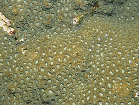 マルキクメイシ | 吉野熊野ネイチャー図鑑