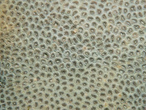 コマルキクメイシ | 吉野熊野ネイチャー図鑑