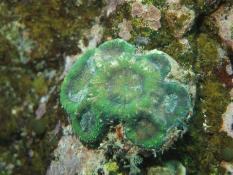 ヒラサンゴ | 吉野熊野ネイチャー図鑑