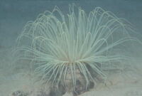 浅海性イソギンチャク類の図鑑検索結果一覧 吉野熊野ネイチャー図鑑 宇久井ビジターセンター 浅海性イソギンチャク類の図鑑検索結果一覧 吉野熊野ネイチャー図鑑 宇久井ビジターセンター