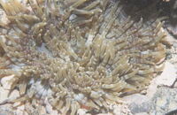 浅海性イソギンチャク類の図鑑検索結果一覧 吉野熊野ネイチャー図鑑 宇久井ビジターセンター 浅海性イソギンチャク類の図鑑検索結果一覧 吉野熊野ネイチャー図鑑 宇久井ビジターセンター