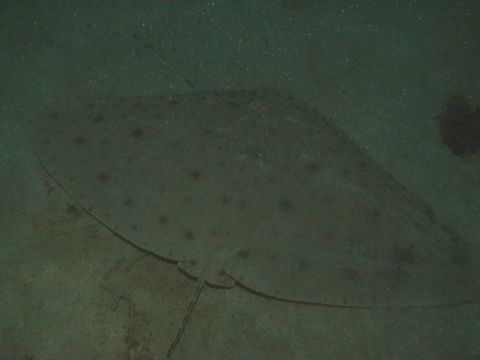 ツバクロエイ 吉野熊野ネイチャー図鑑 宇久井ビジターセンター