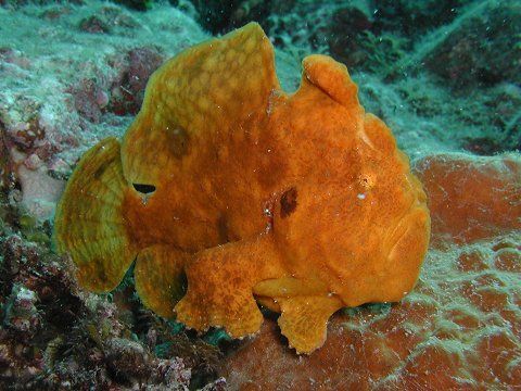 オオモンカエルアンコウ 吉野熊野ネイチャー図鑑 宇久井ビジターセンター