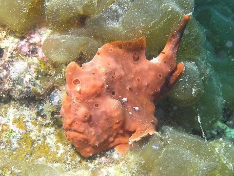 イロカエルアンコウ 吉野熊野ネイチャー図鑑 宇久井ビジターセンター イロカエルアンコウ 吉野熊野ネイチャー図鑑 宇久井ビジターセンター