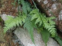 シダの図鑑検索結果一覧 吉野熊野ネイチャー図鑑 宇久井ビジターセンター シダの図鑑検索結果一覧 吉野熊野ネイチャー図鑑 宇久井ビジターセンター