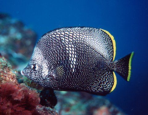 ユウゼン 吉野熊野ネイチャー図鑑 宇久井ビジターセンター ユウゼン 吉野熊野ネイチャー図鑑 宇久井ビジターセンター