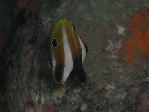 タキゲンロクダイ | 吉野熊野ネイチャー図鑑