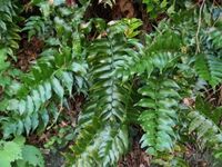 シダの図鑑検索結果一覧 吉野熊野ネイチャー図鑑 宇久井ビジターセンター シダの図鑑検索結果一覧 吉野熊野ネイチャー図鑑 宇久井ビジターセンター