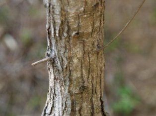 ウバメガシ | 吉野熊野ネイチャー図鑑