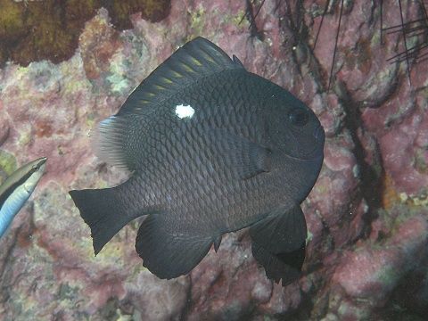 ミツボシクロスズメダイ 吉野熊野ネイチャー図鑑 宇久井ビジターセンター ミツボシクロスズメダイ 吉野熊野ネイチャー図鑑 宇久井ビジターセンター