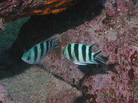 ロクセンスズメダイ 吉野熊野ネイチャー図鑑 宇久井ビジターセンター ロクセンスズメダイ 吉野熊野ネイチャー図鑑 宇久井ビジターセンター
