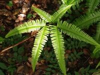 シダの図鑑検索結果一覧 吉野熊野ネイチャー図鑑 宇久井ビジターセンター シダの図鑑検索結果一覧 吉野熊野ネイチャー図鑑 宇久井ビジターセンター