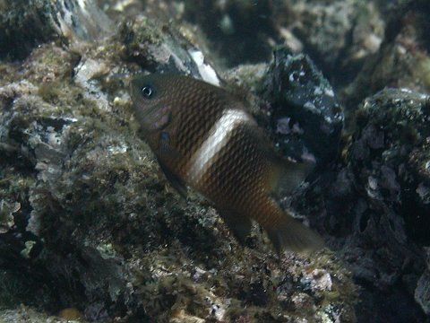 ハクセンスズメダイ | 吉野熊野ネイチャー図鑑