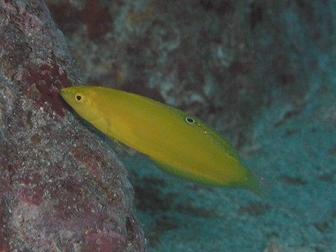 コガネキュウセン 吉野熊野ネイチャー図鑑 宇久井ビジターセンター