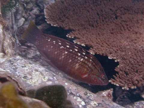 ホシササノハベラ 吉野熊野ネイチャー図鑑 宇久井ビジターセンター ホシササノハベラ 吉野熊野ネイチャー図鑑 宇久井ビジターセンター