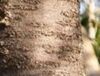 オオシマザクラの実の色