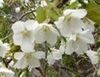 オオシマザクラの花の色
