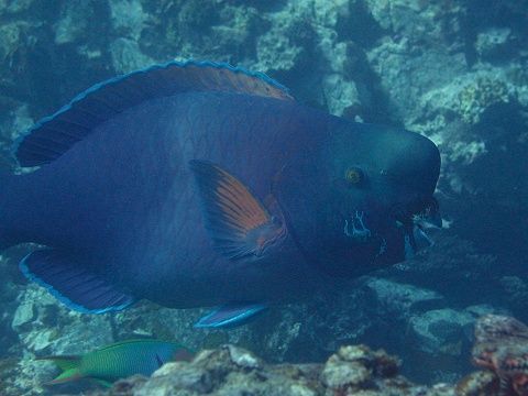アオブダイ 吉野熊野ネイチャー図鑑 宇久井ビジターセンター アオブダイ 吉野熊野ネイチャー図鑑 宇久井ビジターセンター