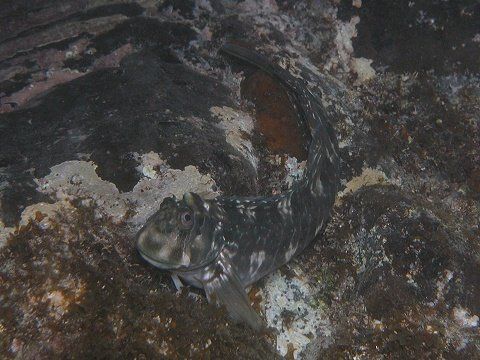 カエルウオ | 吉野熊野ネイチャー図鑑