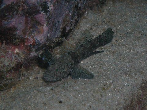 シュンカンハゼ 吉野熊野ネイチャー図鑑 宇久井ビジターセンター シュンカンハゼ 吉野熊野ネイチャー図鑑 宇久井ビジターセンター