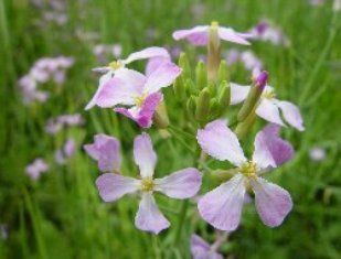 ハマダイコン 吉野熊野ネイチャー図鑑 宇久井ビジターセンター ハマダイコン 吉野熊野ネイチャー図鑑 宇久井ビジターセンター
