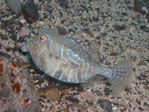 シマウミスズメ 吉野熊野ネイチャー図鑑 宇久井ビジターセンター シマウミスズメ 吉野熊野ネイチャー図鑑 宇久井ビジターセンター