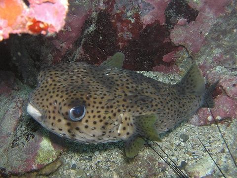 ネズミフグ 吉野熊野ネイチャー図鑑 宇久井ビジターセンター ネズミフグ 吉野熊野ネイチャー図鑑 宇久井ビジターセンター