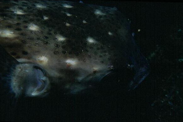 イシガキフグの写真