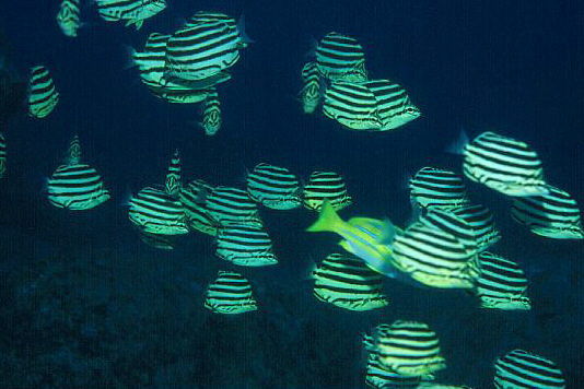 カゴカキダイの写真