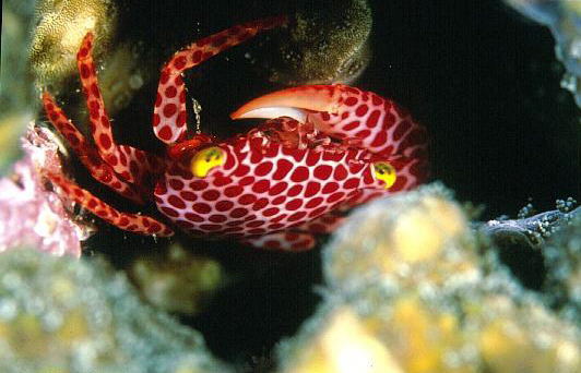 オオアカホシサンゴガニの写真